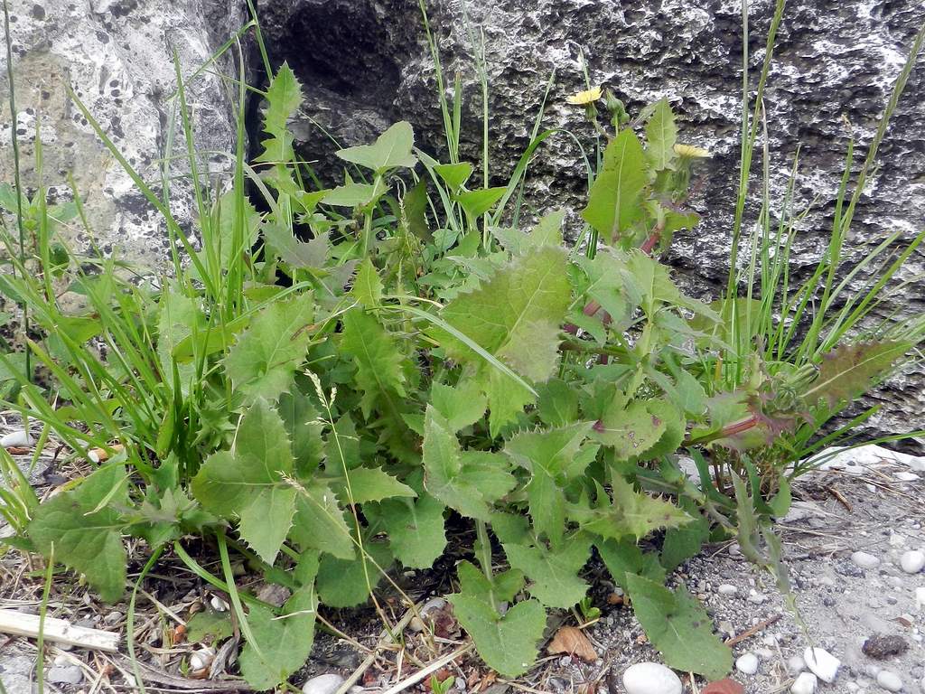 Sonchus oleraceus / Grespino comune